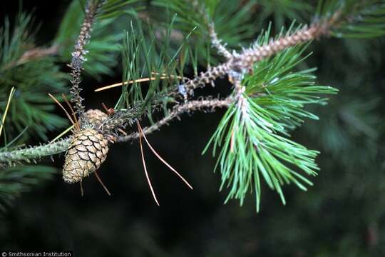 Image of Scotch Pine