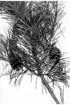 Image of Scotch Pine