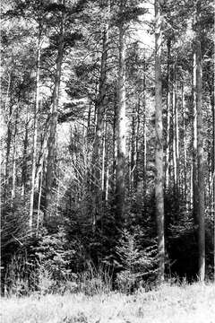 Image of Scotch Pine