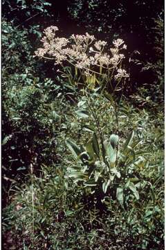 Image of groovestem Indian plantain