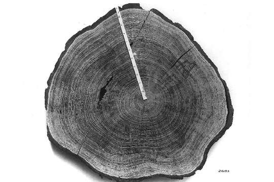 Image of Loblolly Pine