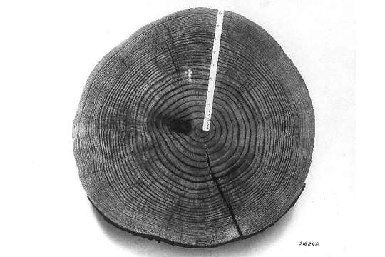 Image of Loblolly Pine