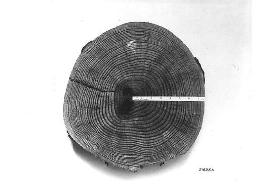 Image of Loblolly Pine