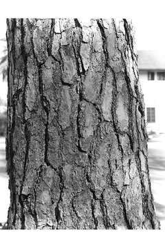 Image of Loblolly Pine