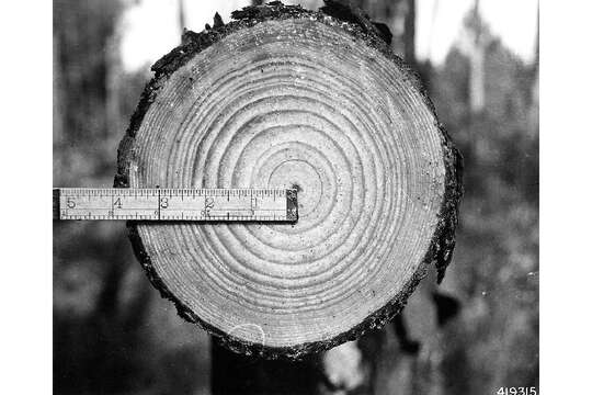 Image of Loblolly Pine