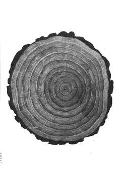 Image of Loblolly Pine