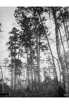 Image of Loblolly Pine