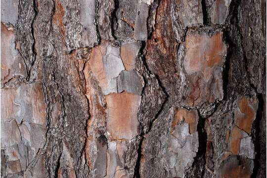 Image of Loblolly Pine