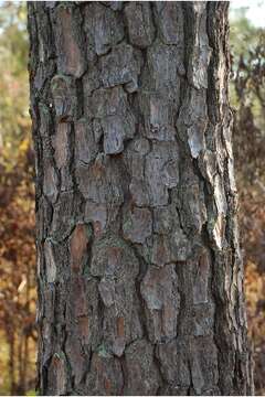 Image of Loblolly Pine