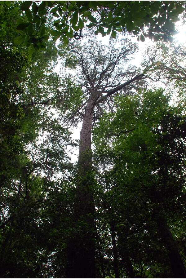 Image of Loblolly Pine