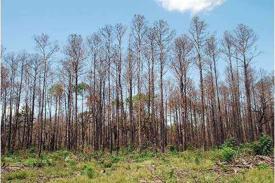 Pinus taeda L. resmi