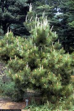 Pinus thunbergii Parl. resmi