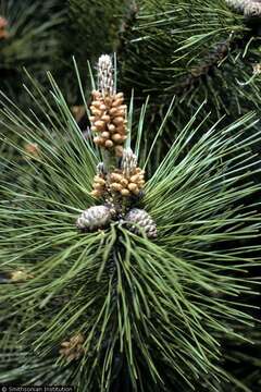 Image of Japanese Black Pine