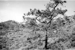 Image of Torrey pine