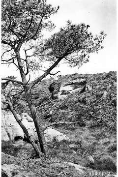 Image of Torrey pine