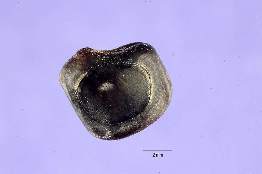 Imagem de Pithecellobium unguis-cati (L.) Benth.