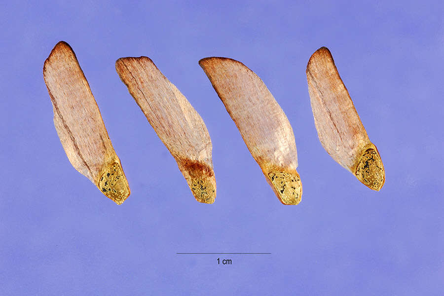 Image of Scrub Pine