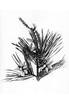 Image of Scrub Pine