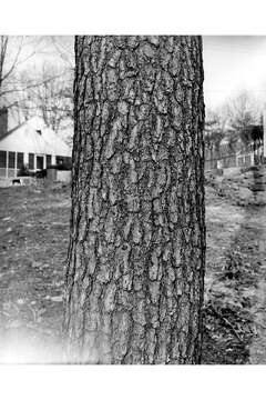 Image of Scrub Pine