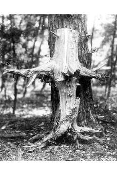 Image of Scrub Pine