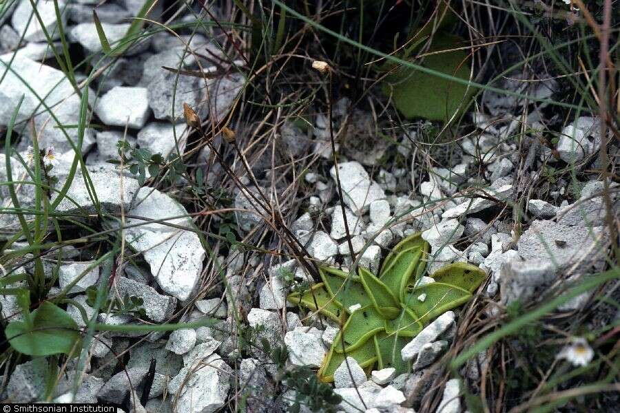 Image of Common butterwort