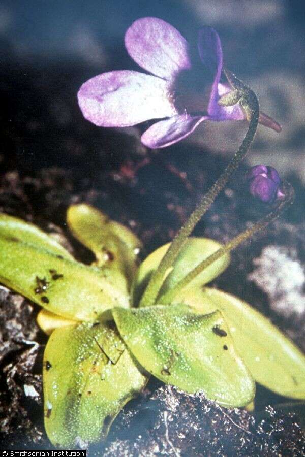 Image of Common butterwort