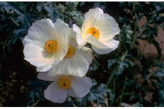 Image of crested pricklypoppy