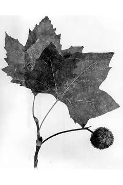 Image of London Plane