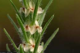 Image of largebracted plantain