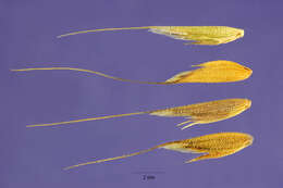 Image of annual semaphoregrass