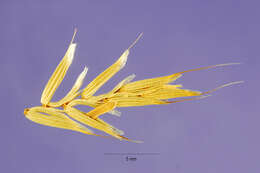 Image of annual semaphoregrass