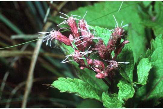 Image of Plowman's-Wort