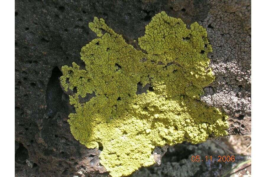 Sivun Pleopsidium chlorophanum (Wahlenb.) Zopf kuva