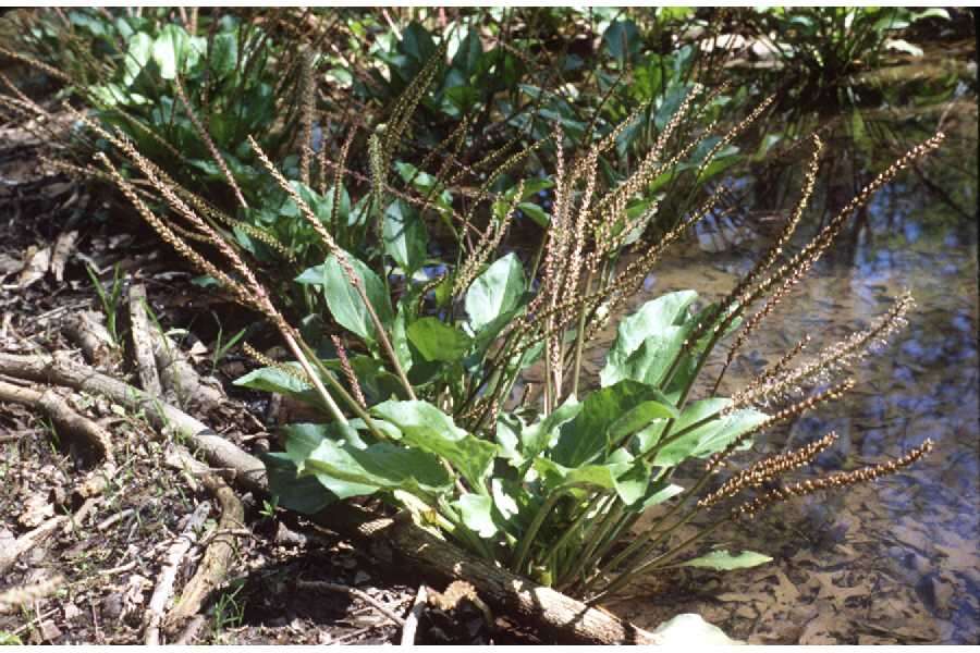 Image of heartleaf plantain