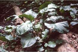 Image of heartleaf plantain