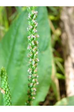 Image of Broadleaf Plantain