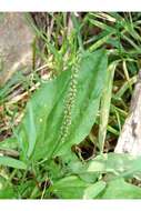 Image of Broadleaf Plantain