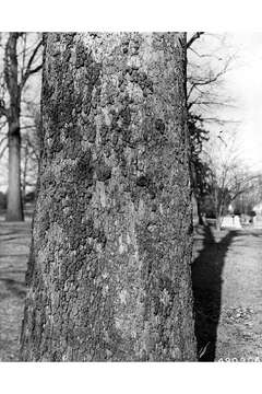 Image of American sycamore