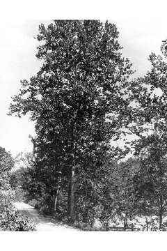 Image of American sycamore