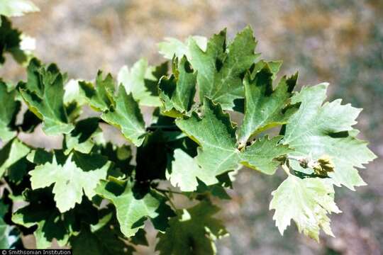 Image of Oriental Plane