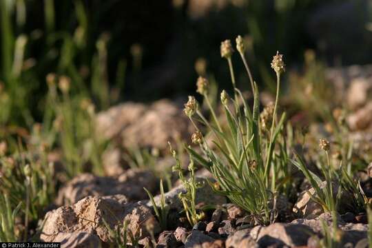 Image of blond plantain