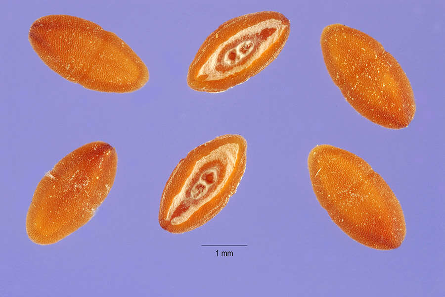 Image of woolly plantain