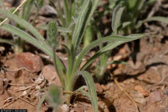 Image of woolly plantain