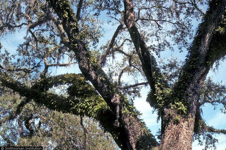 Image of resurrection fern