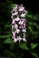 Image of Lesser purple fringed orchid