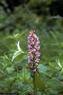 Image of Lesser purple fringed orchid