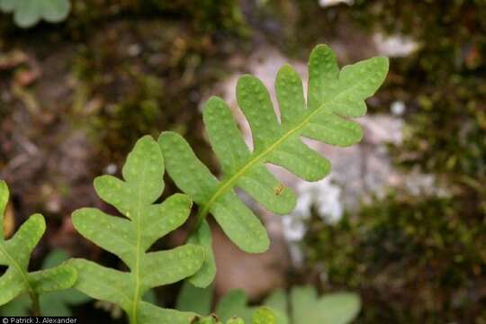 Image of Rio Grande scaly polypody