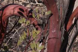 Image of pointleaf manzanita