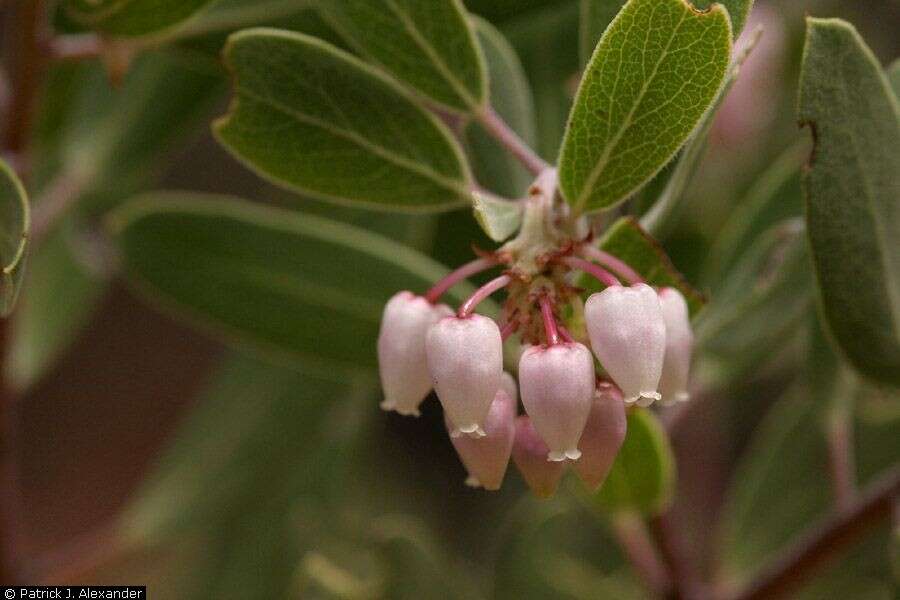 Image of pointleaf manzanita