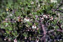 Image of pointleaf manzanita